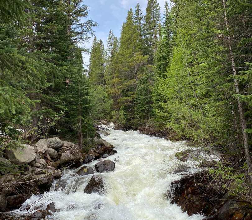 a rushing river with white rapids and pine trees on the banks