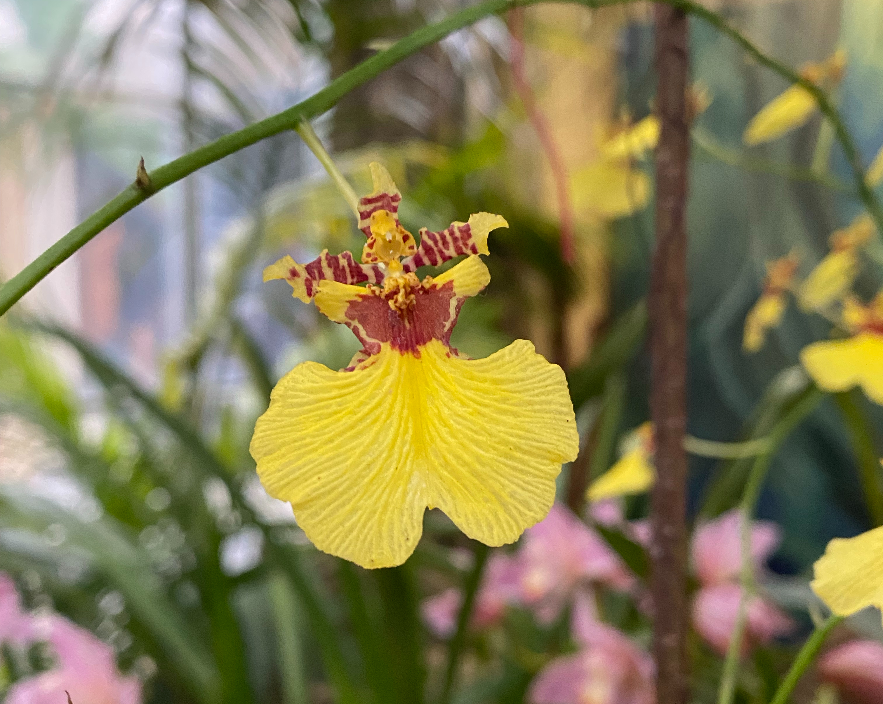 A yellow orchid flower